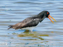 Oyster catcher - Ostrygojad